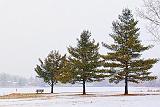 Three Pines In Snowstorm_33199